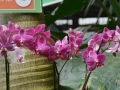 Парк Орхидей «Утопия»